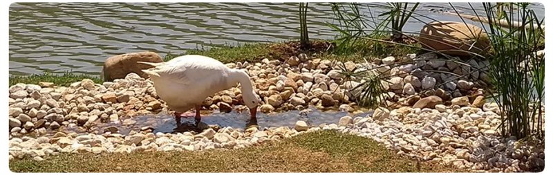 Casa, 5 quartos, 430 m² - Foto 37